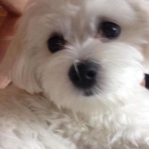 Meet your Posher, Teresa